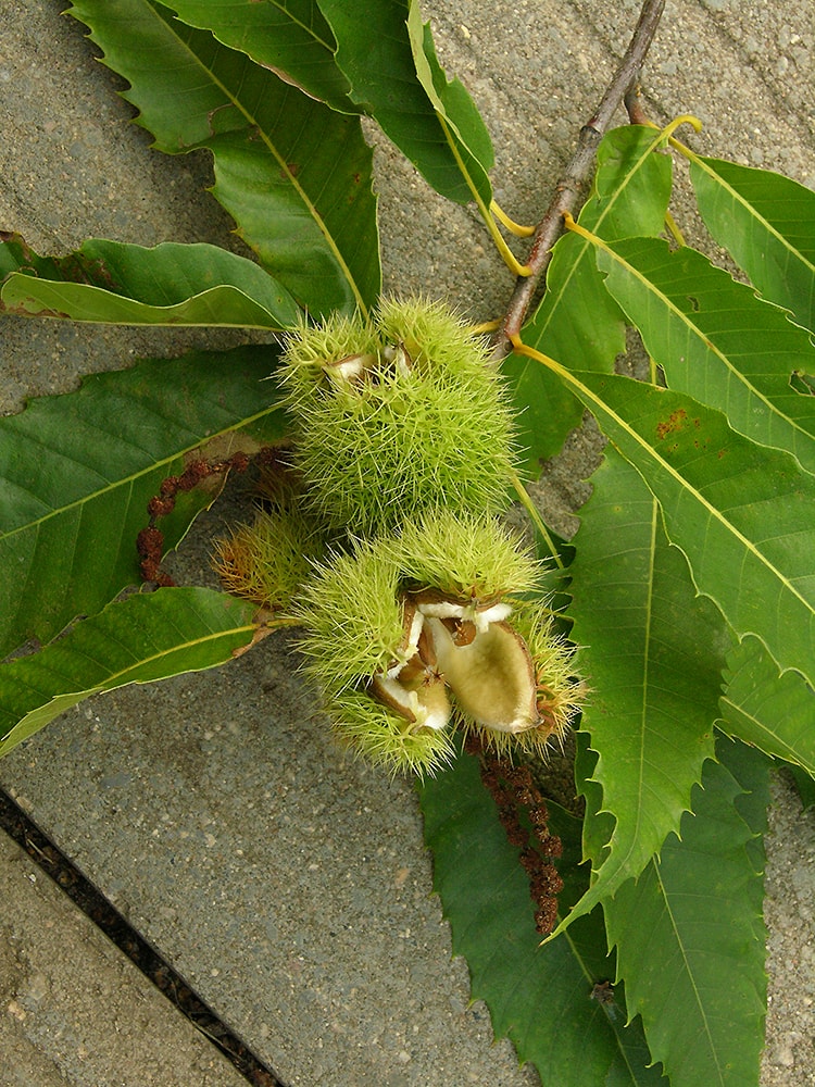 Изображение особи Castanea dentata.