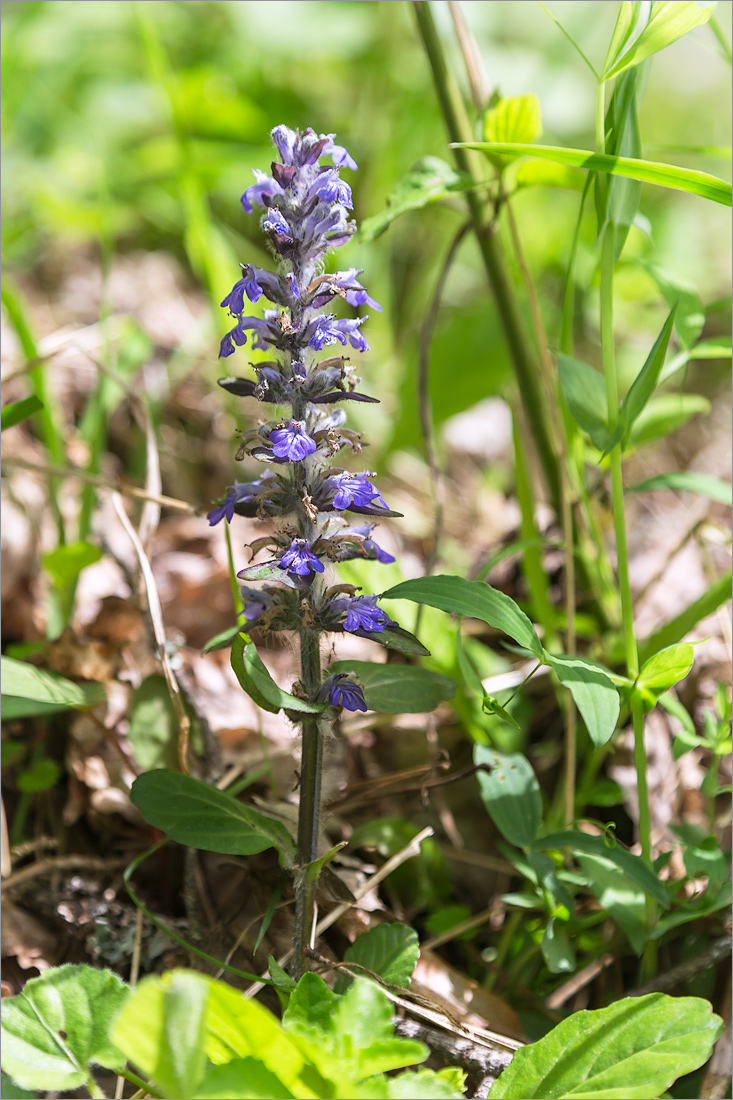 Image of Ajuga reptans specimen.