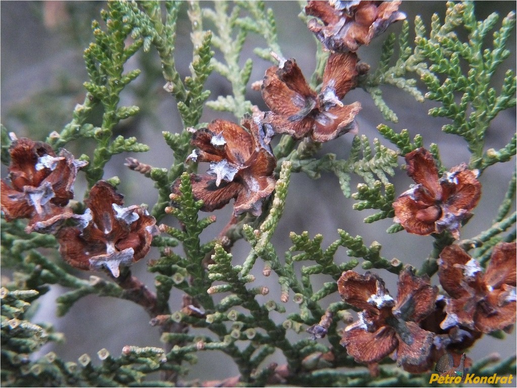 Image of Platycladus orientalis specimen.