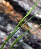 genus Festuca. Соцветие. Республика Татарстан, г. Бавлы. 12.05.2010.