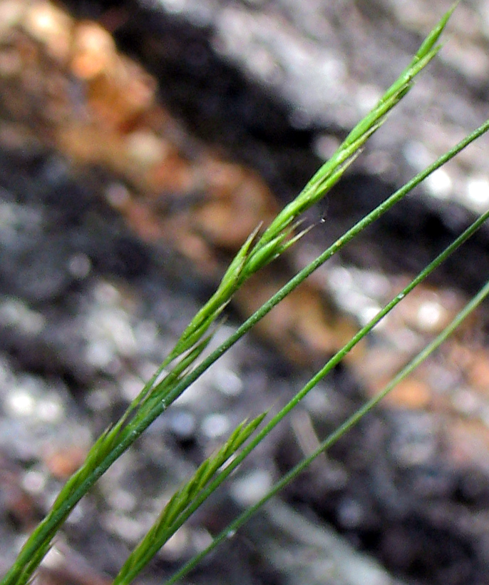 Изображение особи род Festuca.