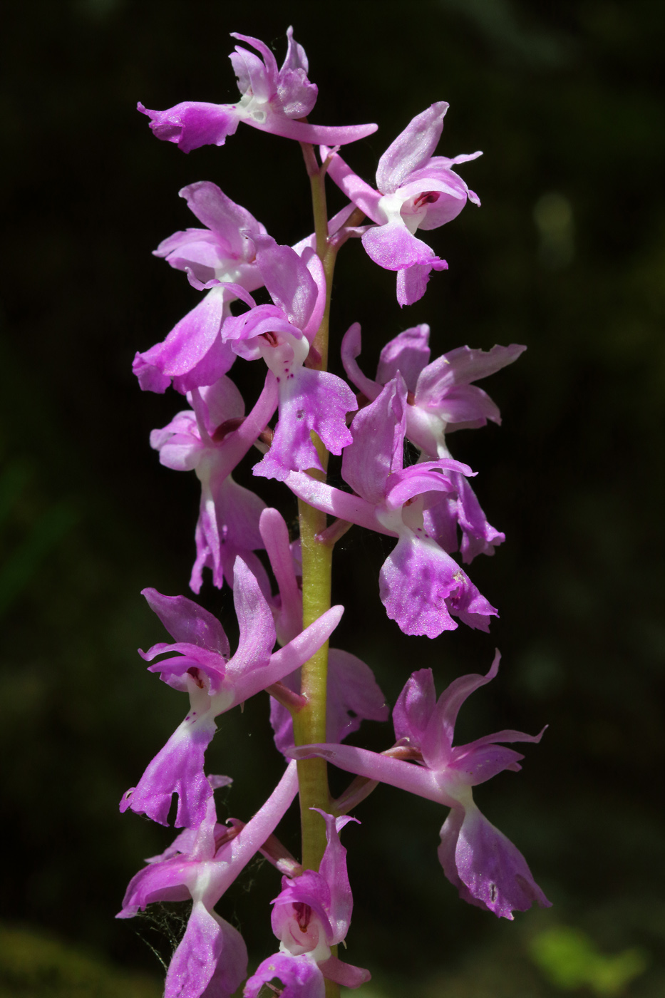 Изображение особи Orchis mascula.