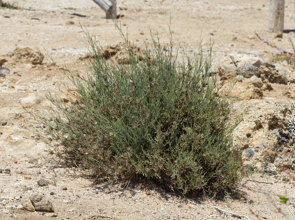 Изображение особи Limonium proliferum.