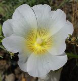 Alcea rosea