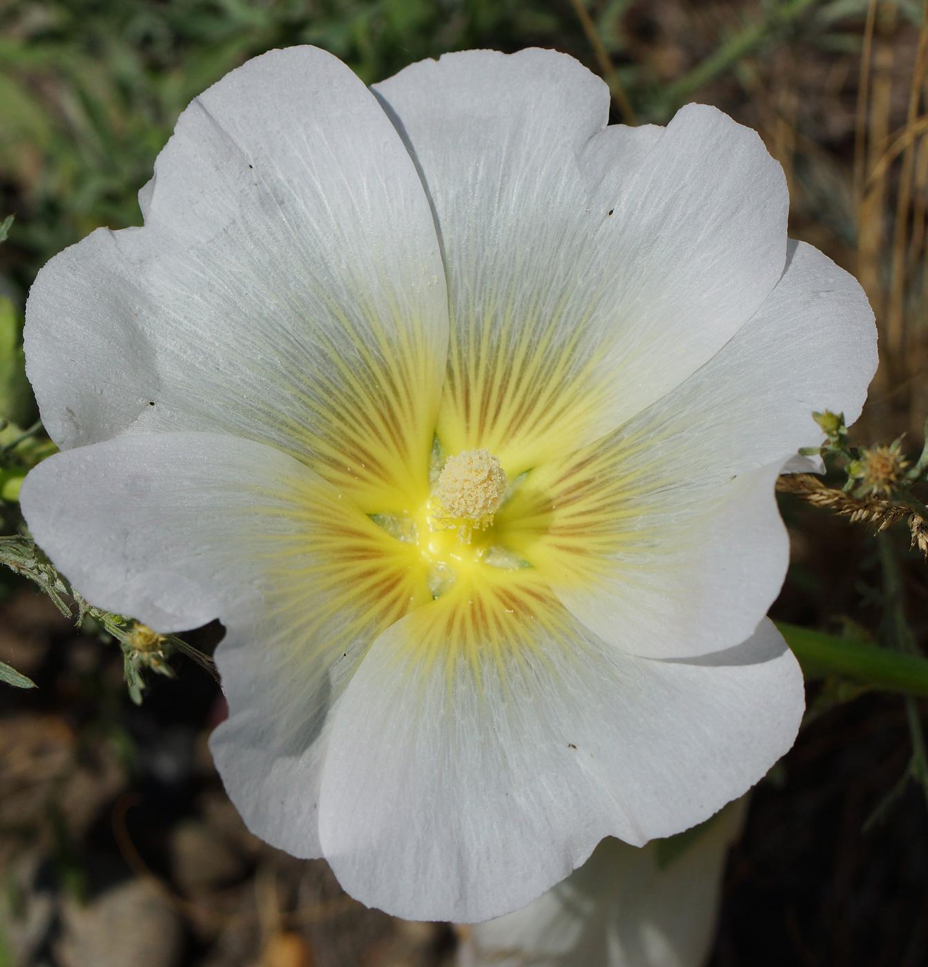 Image of Alcea rosea specimen.