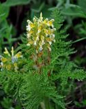 Pedicularis condensata. Верхушка побега с соцветием. Адыгея, Фишт-Оштеновский массив, гора Оштен, ≈ 2400 м н.у.м., субальпийский луг. 06.07.2017.