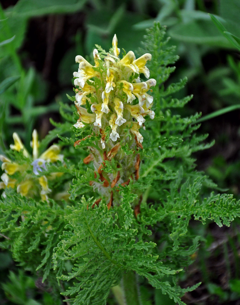 Изображение особи Pedicularis condensata.