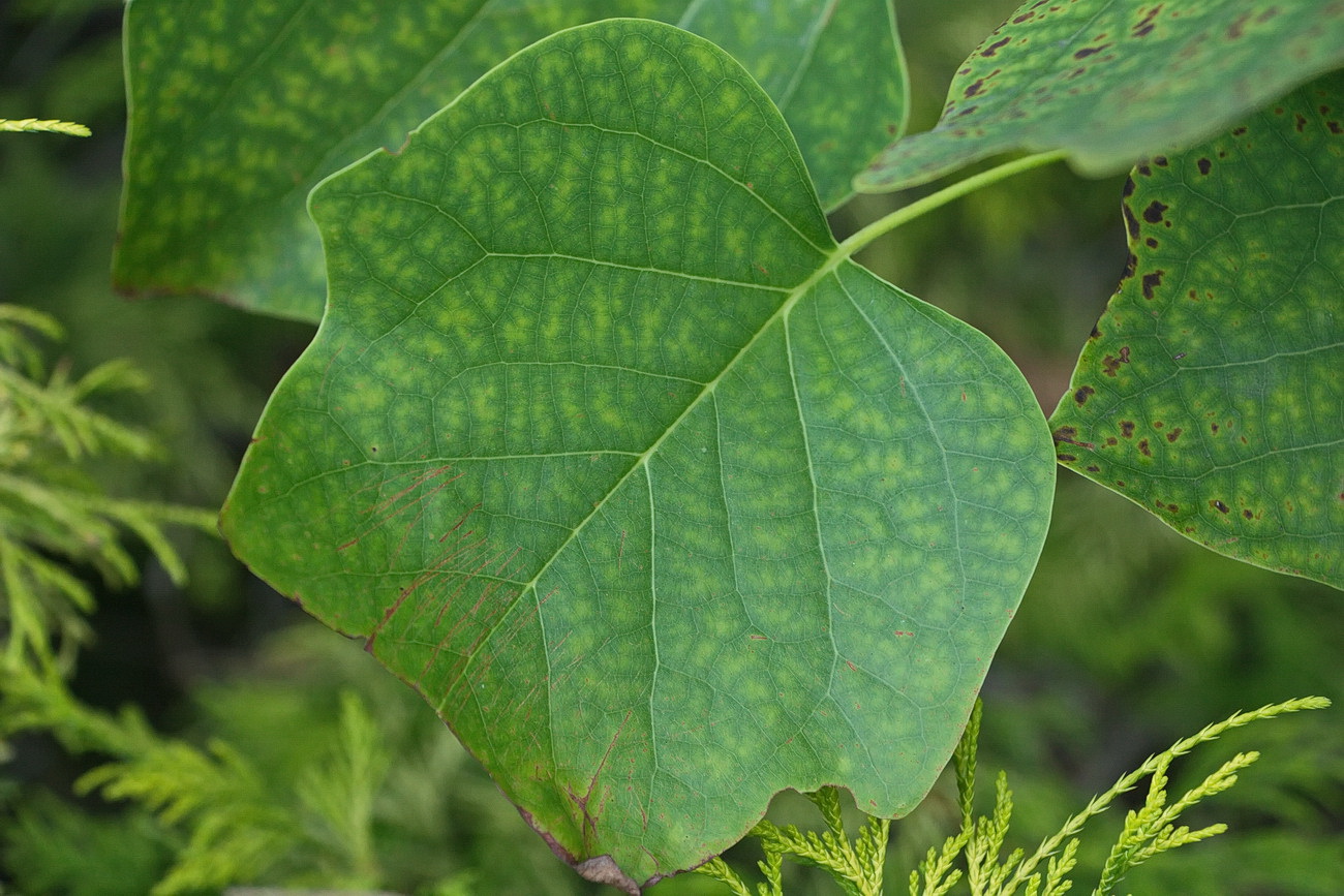 Image of Liriodendron tulipifera specimen.