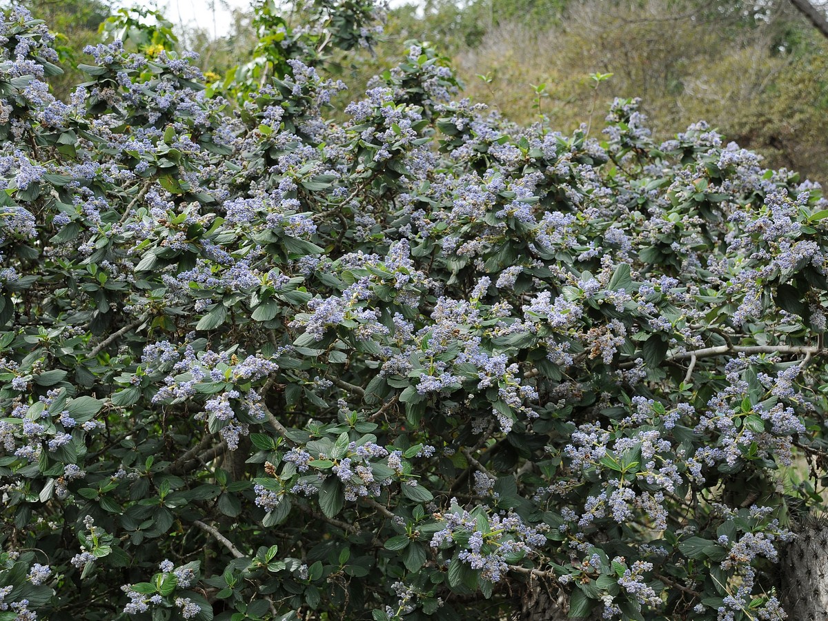 Image of Ceanothus arboreus specimen.