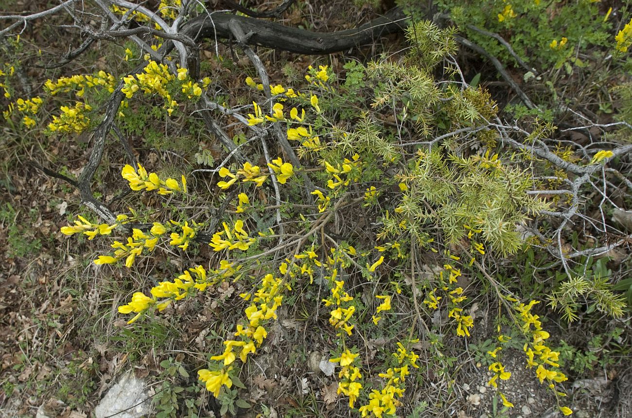 Изображение особи Chamaecytisus ruthenicus.