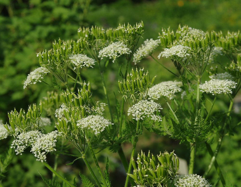 Image of Myrrhis odorata specimen.