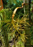 Dypsis lutescens. Часть побега с соцветием. Малайзия, о-в Калимантан, г. Кучинг, в культуре. 12.05.2017.