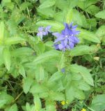 Veronica teucrium