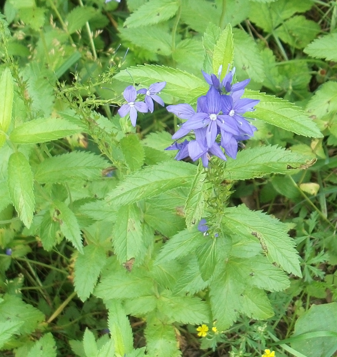 Изображение особи Veronica teucrium.