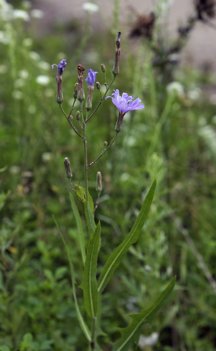 Изображение особи Lactuca sibirica.