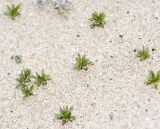 Ifloga подвид obovata