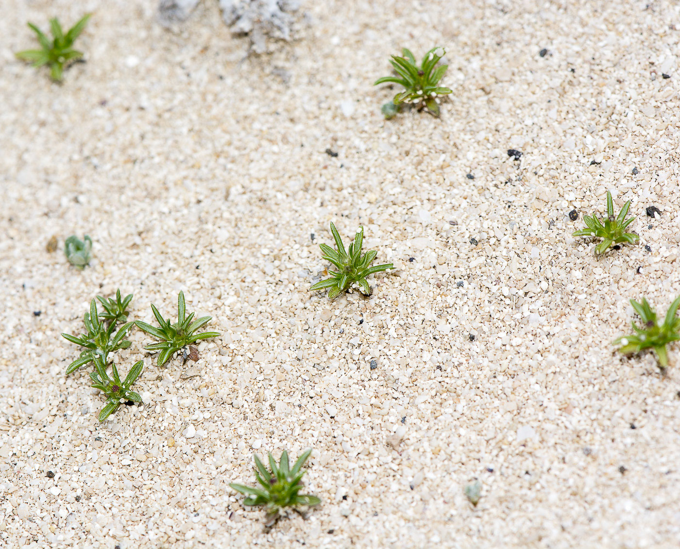 Image of Ifloga spicata ssp. obovata specimen.