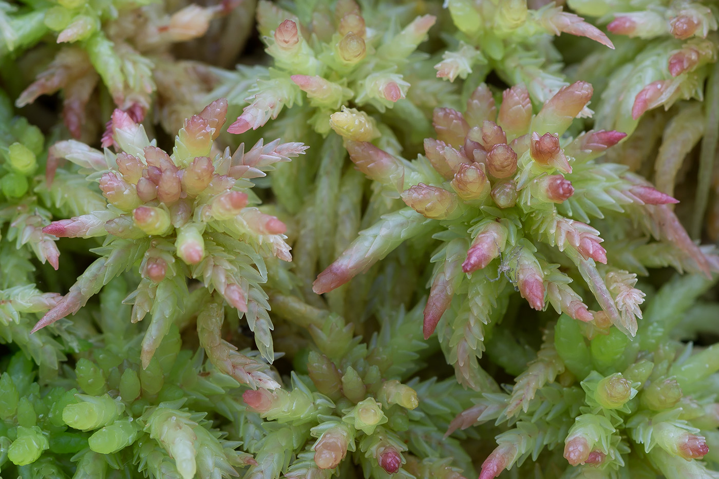 Изображение особи Sphagnum divinum.