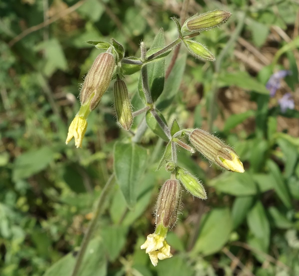 Изображение особи Melandrium latifolium.