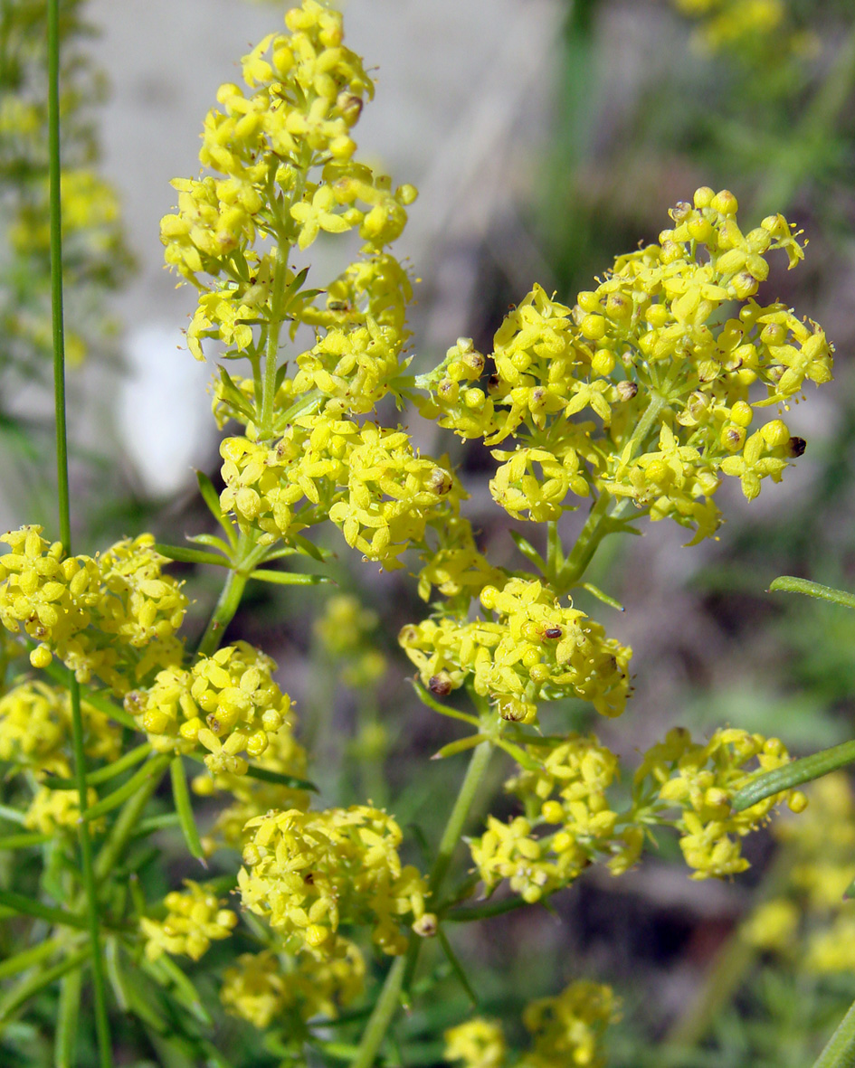 Изображение особи Galium verum.