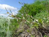 Corydalis schanginii