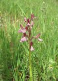 Anacamptis &times; gennarii nothosubsp. orientecaucasica