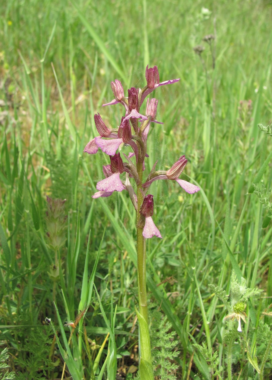 Image of Anacamptis &times; gennarii nothosubsp. orientecaucasica specimen.