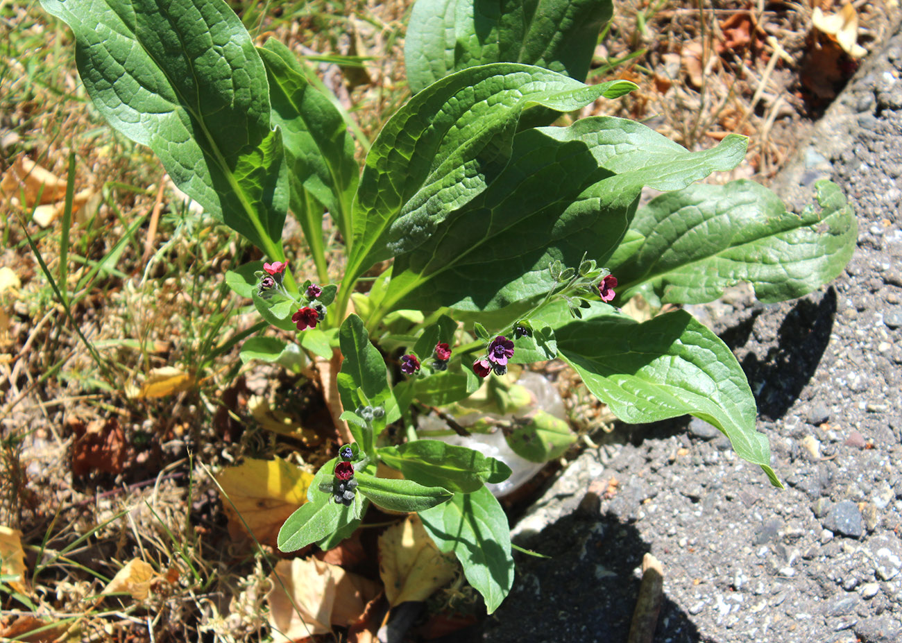 Image of Cynoglossum officinale specimen.