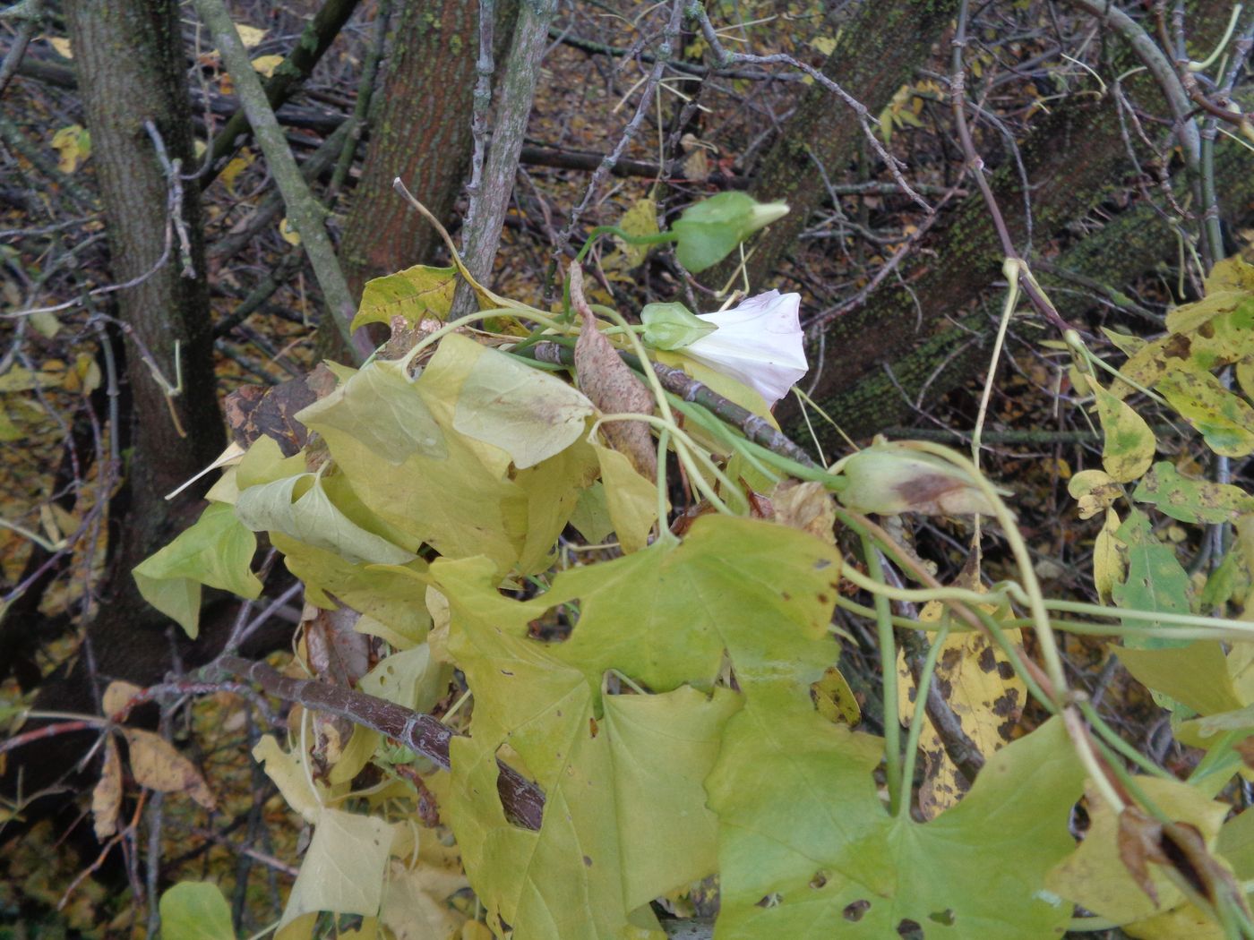 Image of Calystegia spectabilis specimen.
