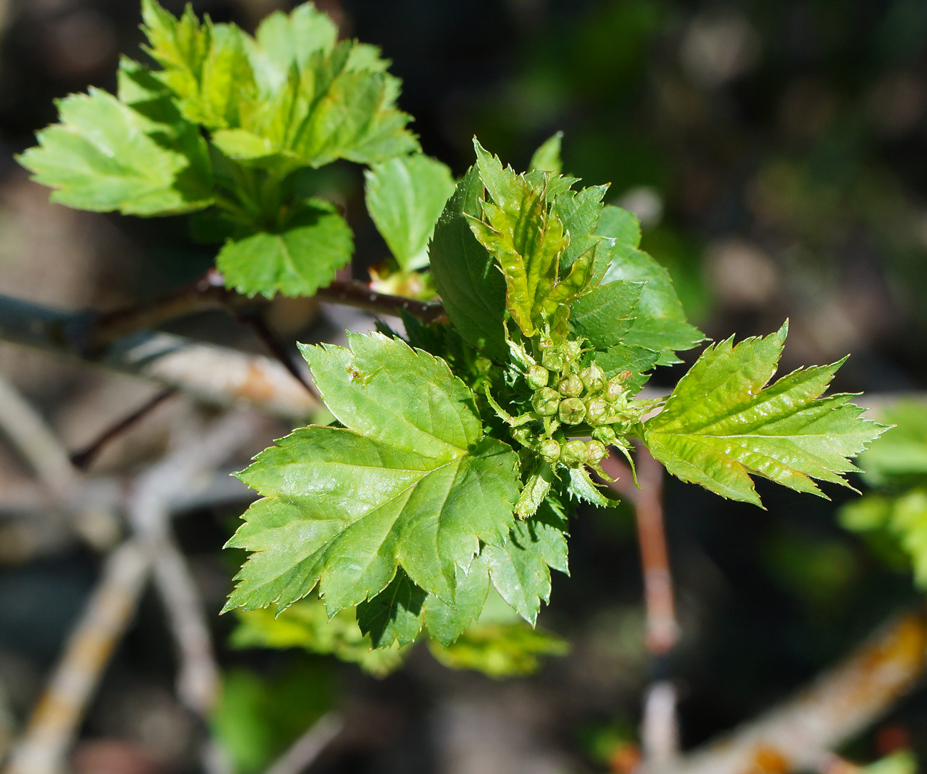 Изображение особи Crataegus chlorocarpa.