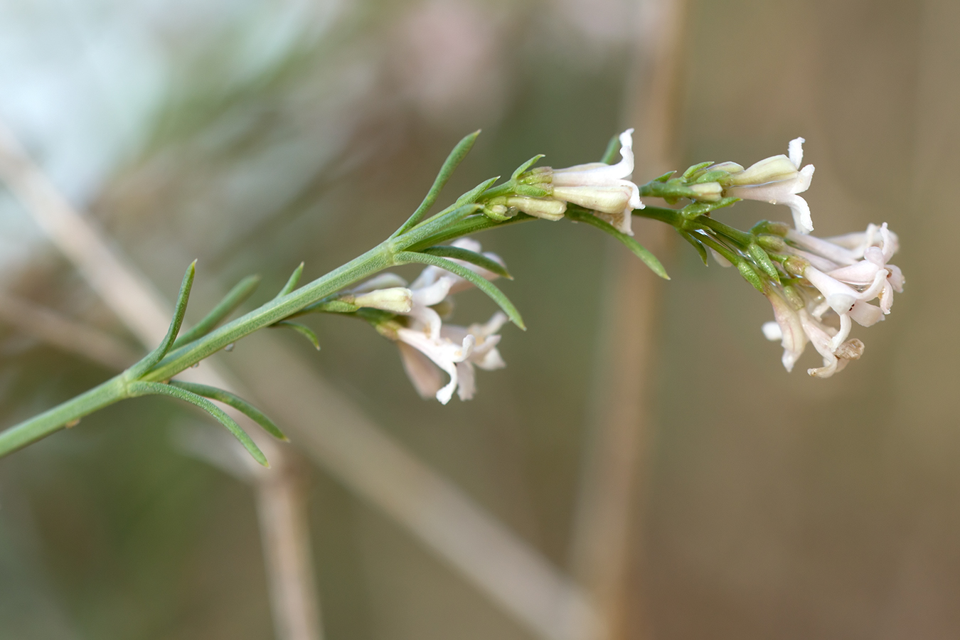 Image of Asperula graveolens specimen.