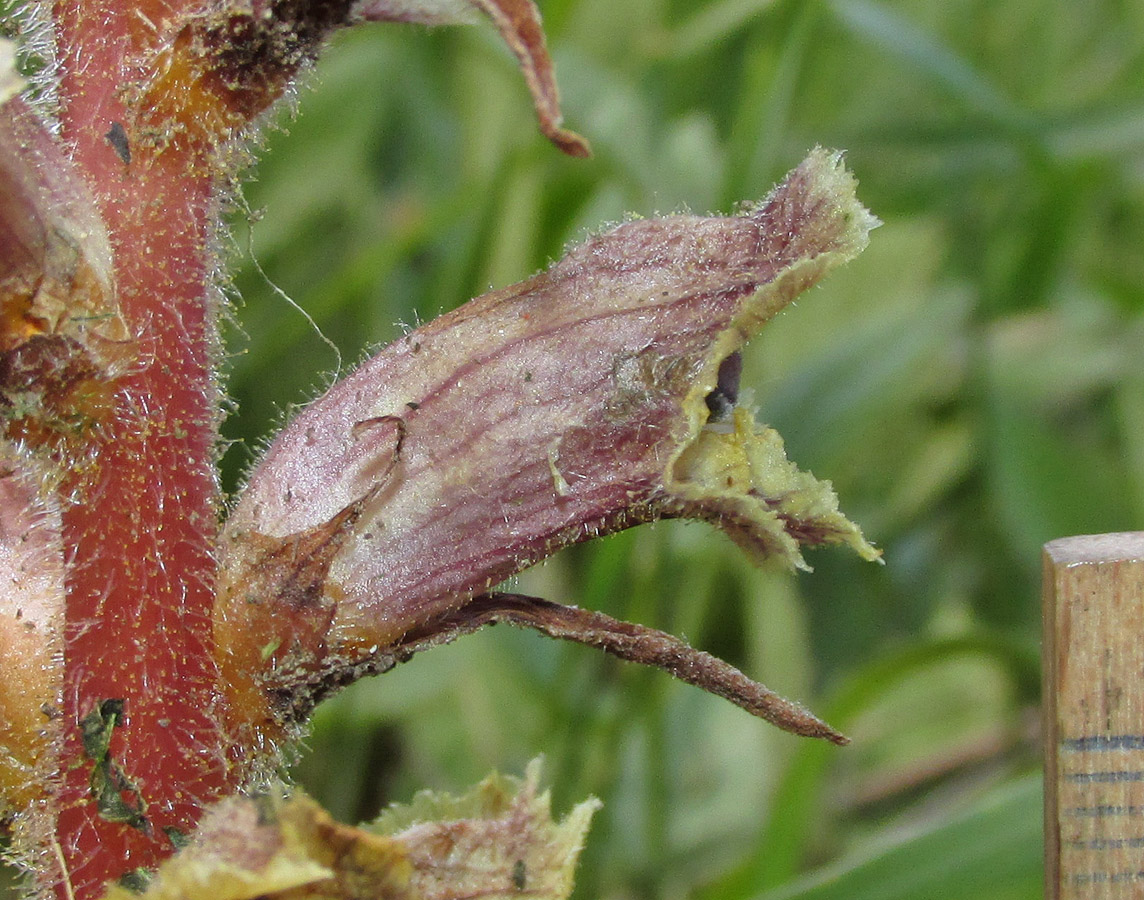 Image of Orobanche owerinii specimen.