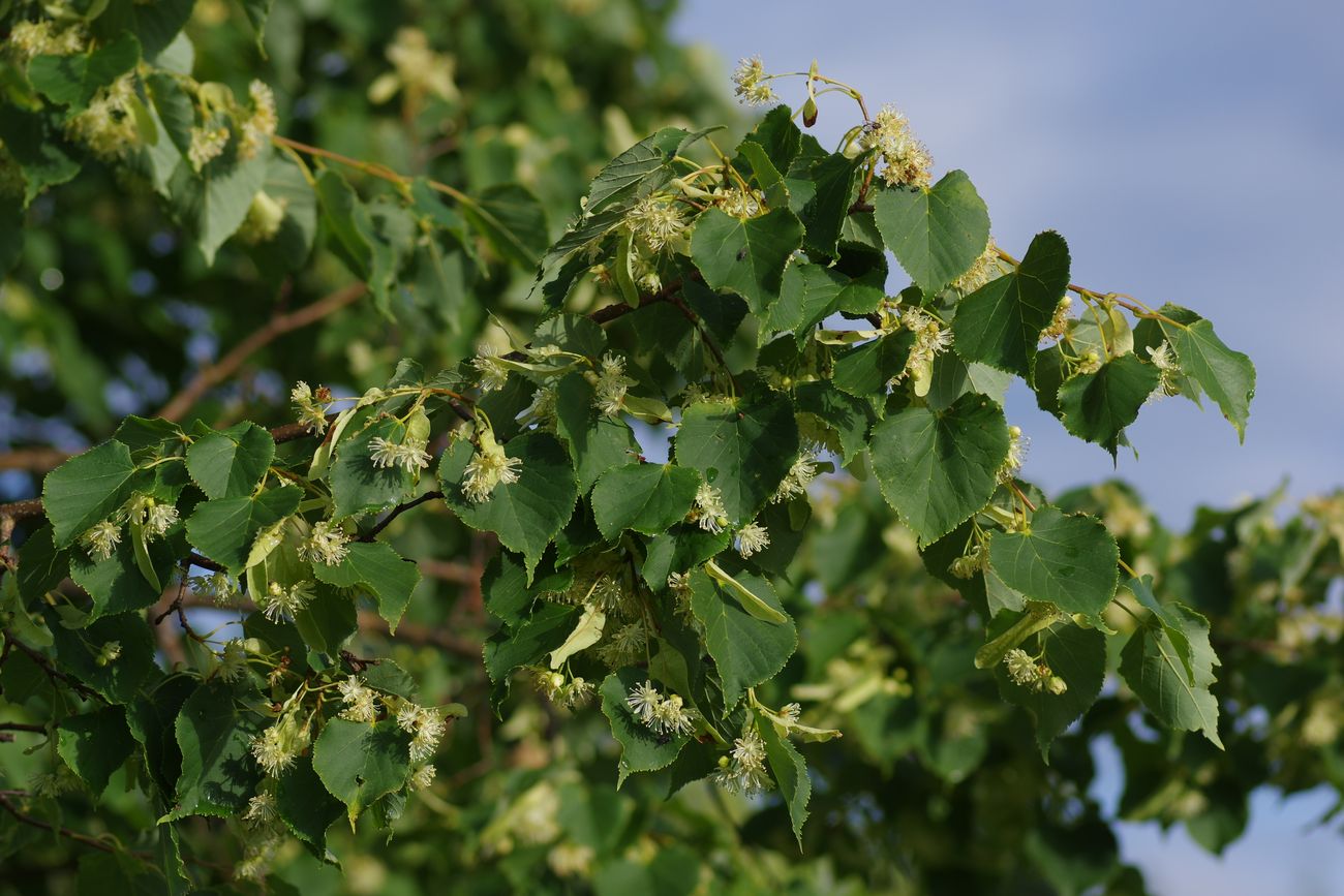 Изображение особи Tilia cordata.