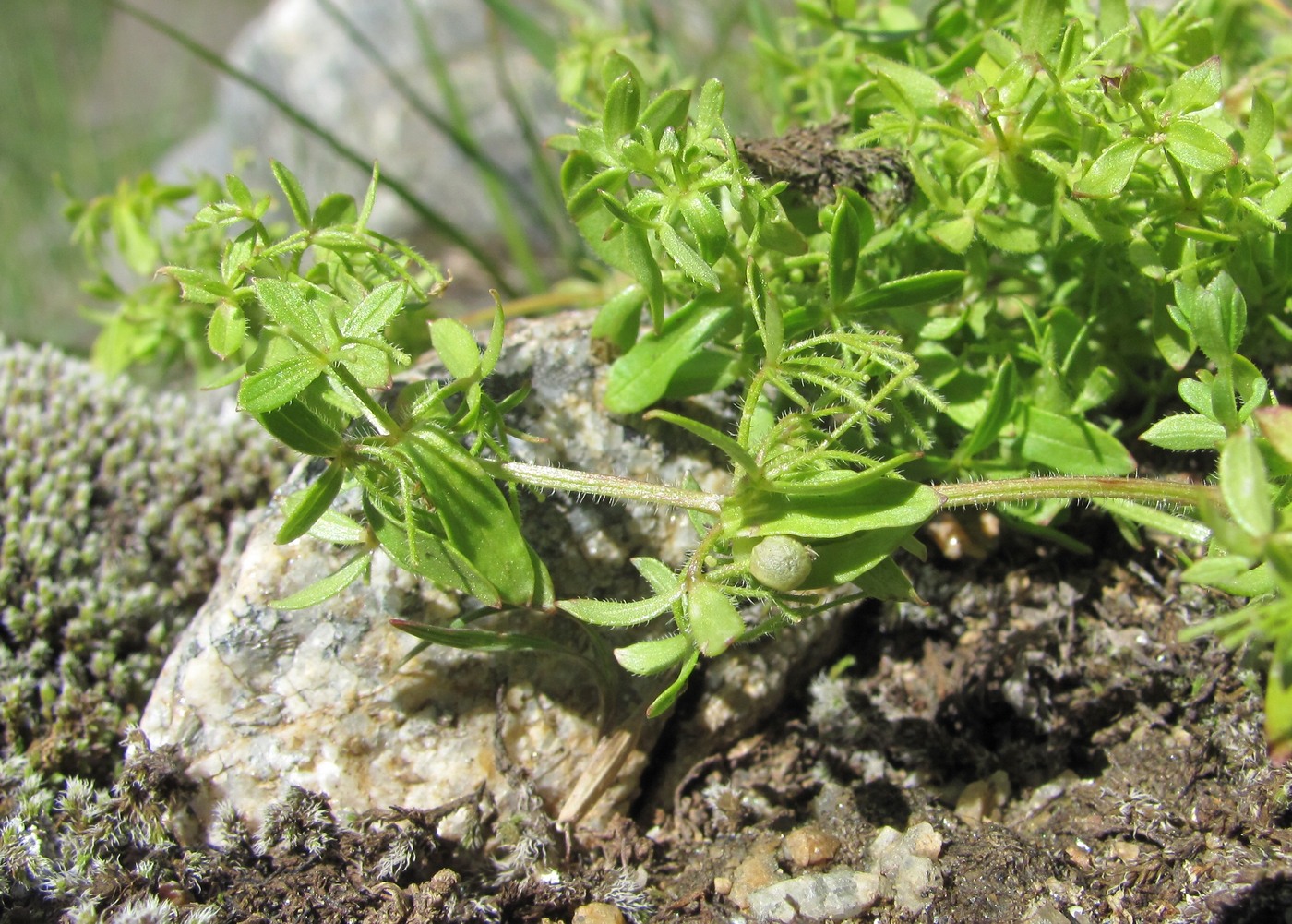 Image of Cruciata pseudopolycarpon specimen.