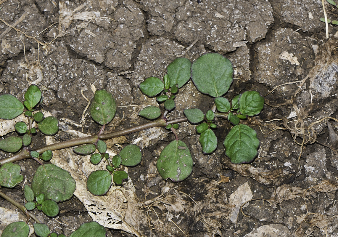 Image of Trianthema portulacastrum specimen.