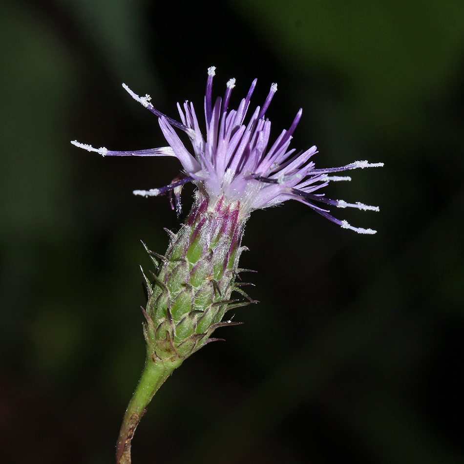 Изображение особи Saussurea subtriangulata.