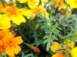 Tagetes tenuifolia