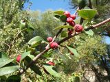 Cotoneaster karatavicus. Ветвь с плодами. Казахстан, Западный Тянь-Шань, Киргизский хр., ущ. Кара-Арча, ≈ 980 м н.у.м., донная тугайная часть ущелья у ручья. 22 сентября 2018 г.