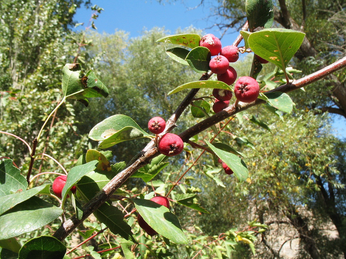 Изображение особи Cotoneaster karatavicus.