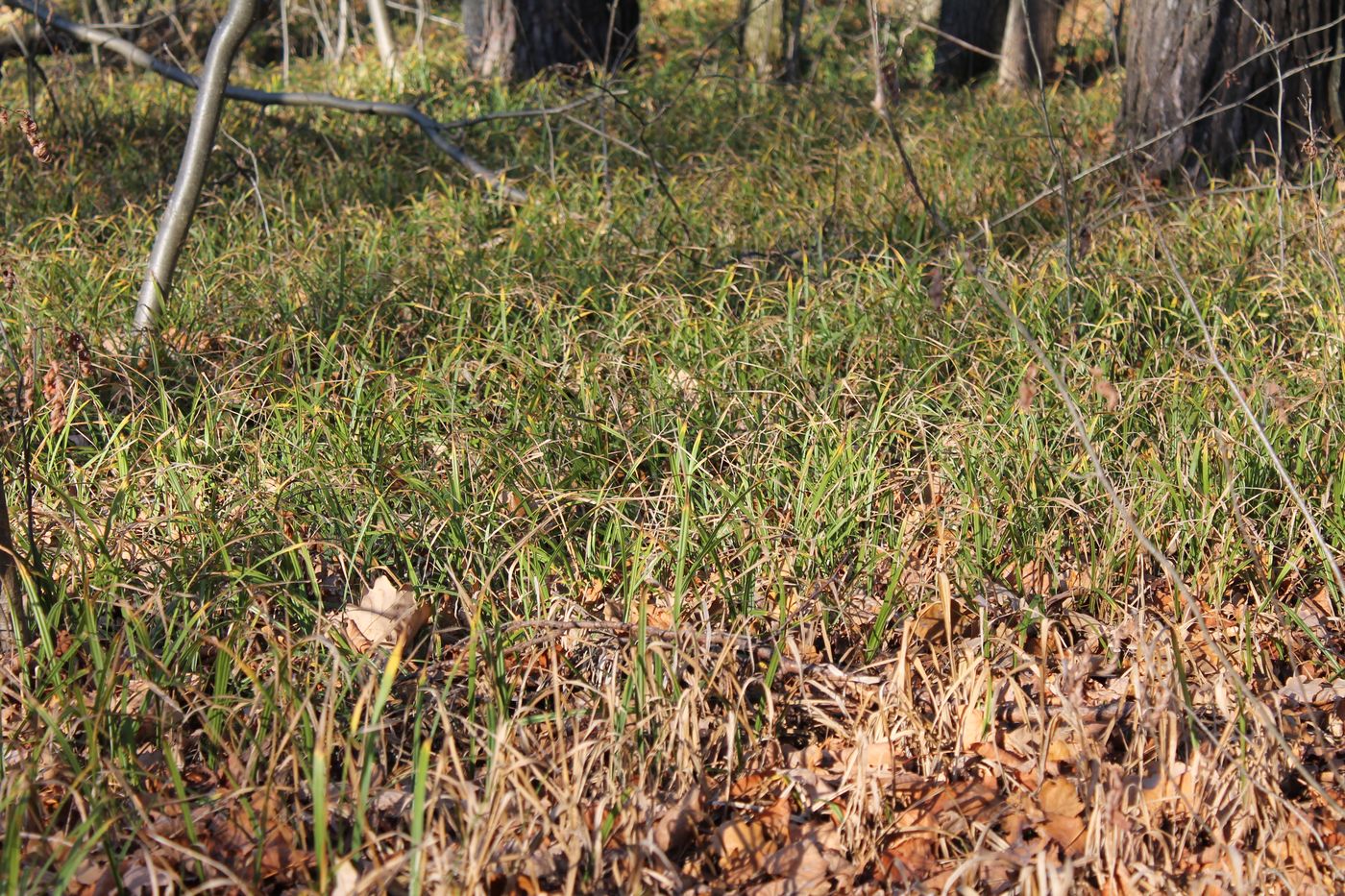 Изображение особи Carex pilosa.