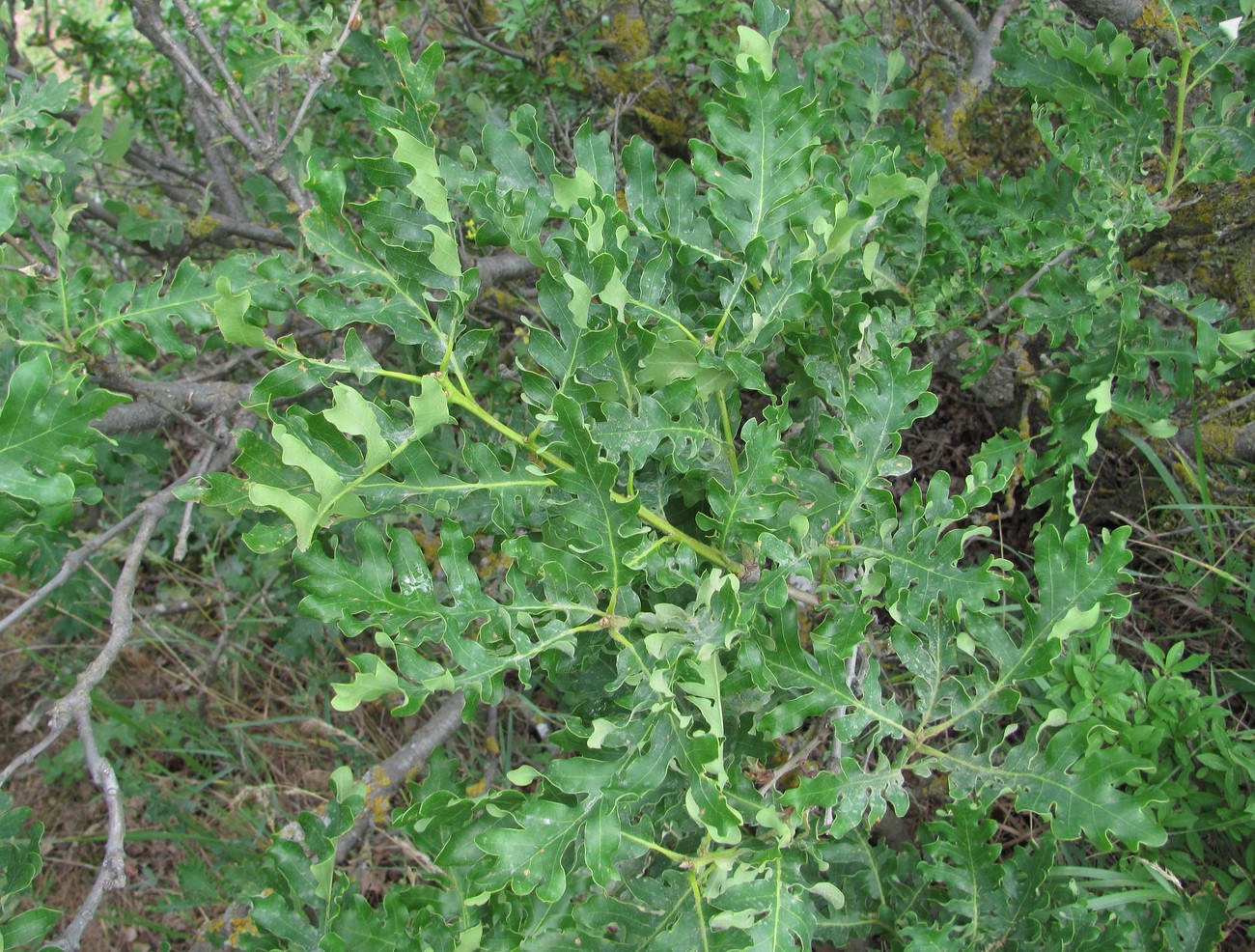 Изображение особи Quercus dalechampii.