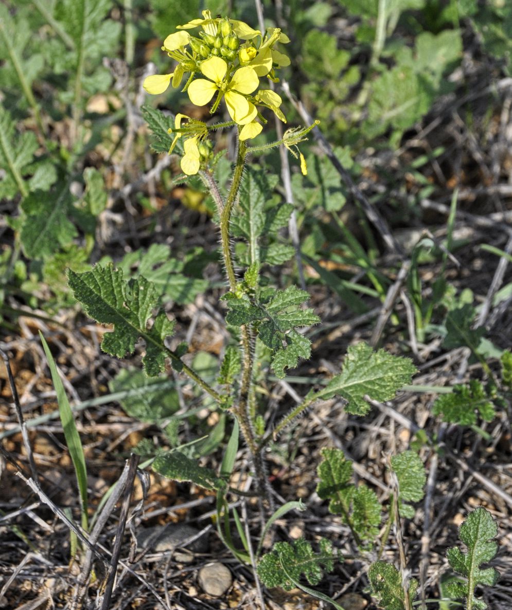 Изображение особи семейство Brassicaceae.