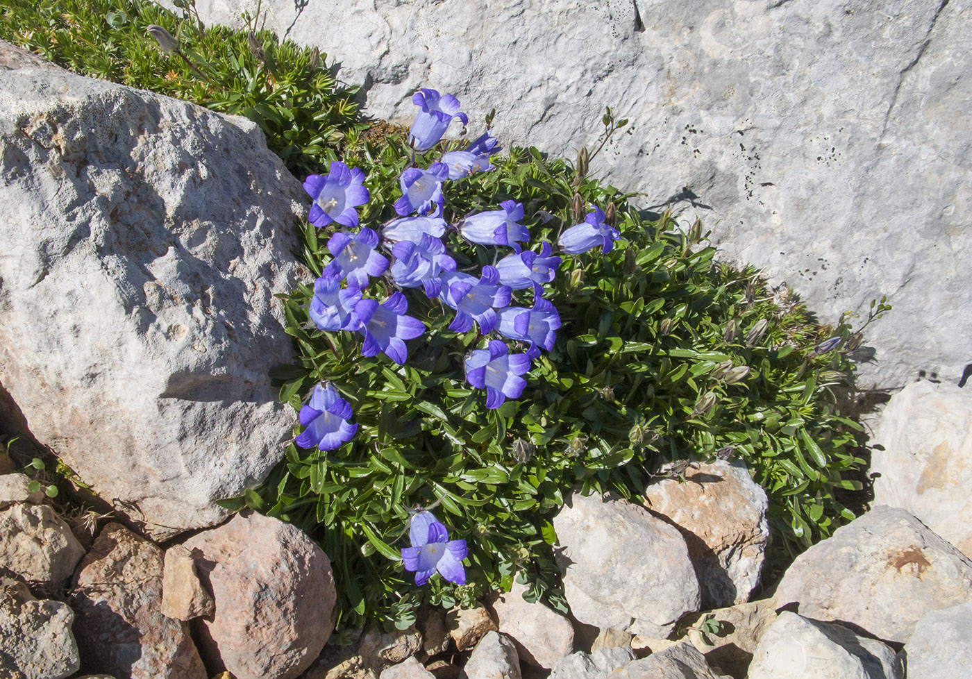 Изображение особи Campanula ciliata.