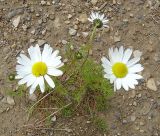 genus Tripleurospermum
