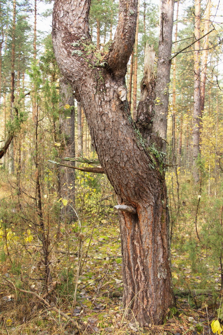 Изображение особи Pinus sylvestris.