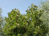 Tilia europaea. Часть кроны плодоносящего дерева. Беларусь, г. Витебск, парк Победителей, выставка военной техники (около Т-34), в культуре. 14.08.2018.