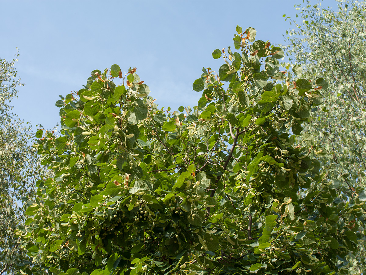 Image of Tilia × europaea specimen.