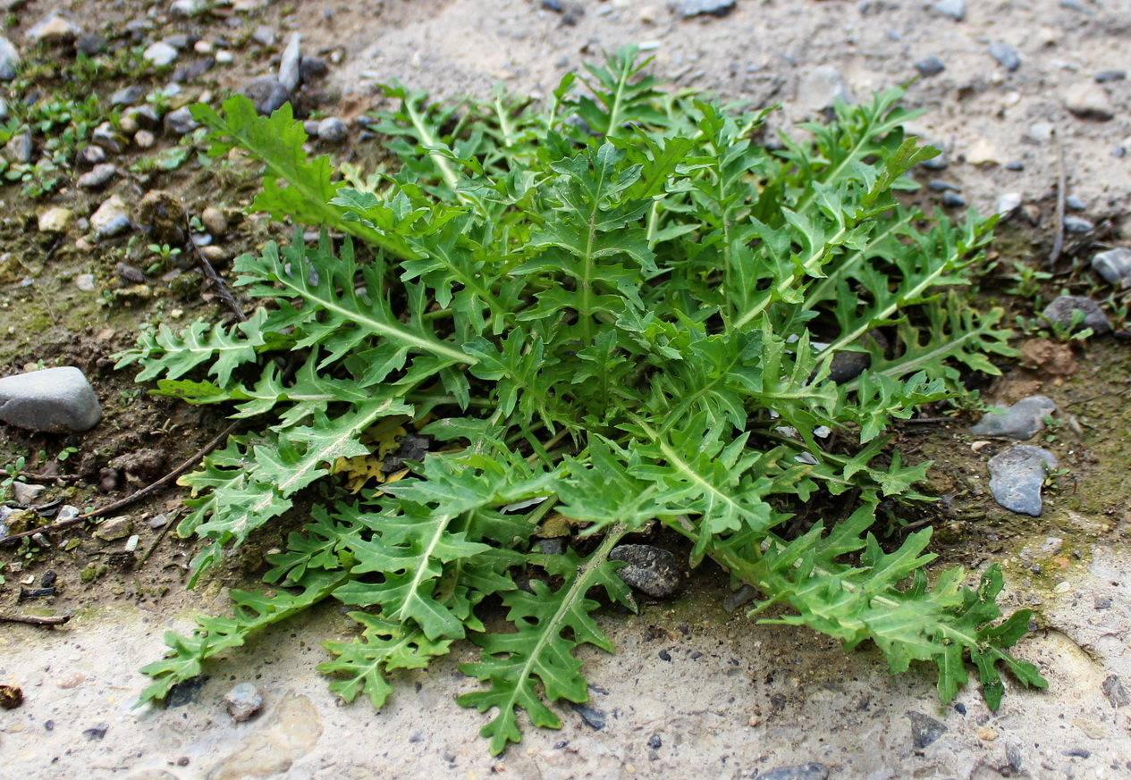 Image of Sisymbrium irio specimen.