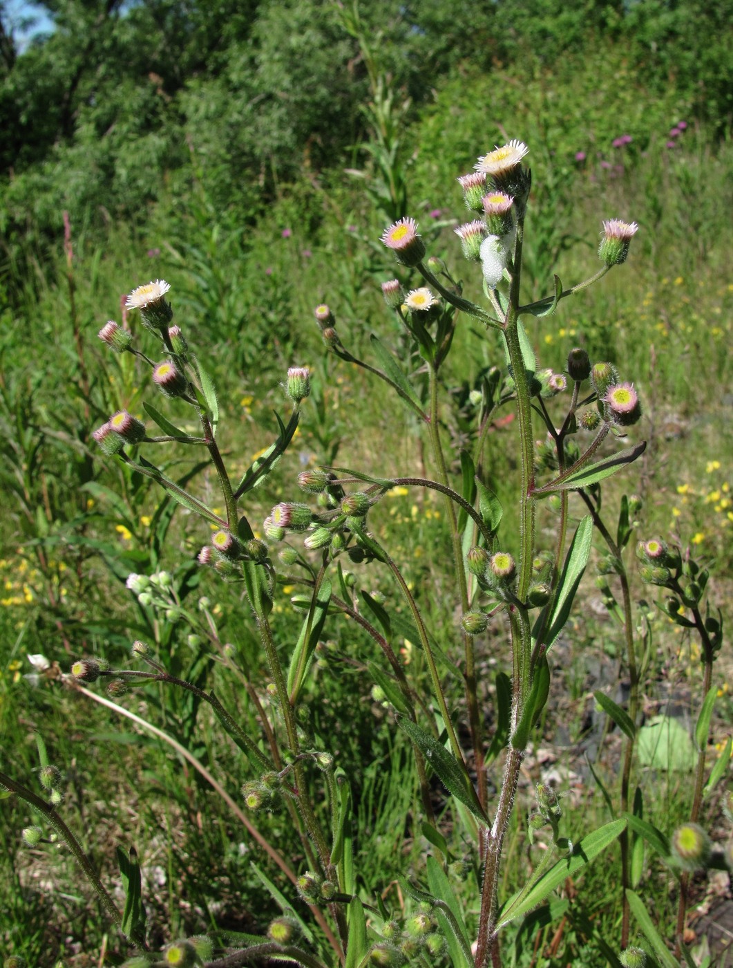 Image of Erigeron acris specimen.