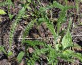 Achillea millefolium. Листья. Якутия, Алданский р-н, северная окр. г. Алдан, поляна около лесной дороги. 12.06.2016.